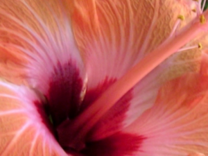 Handful of Desire.png