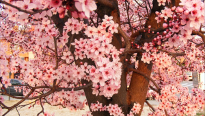 Sakura.png